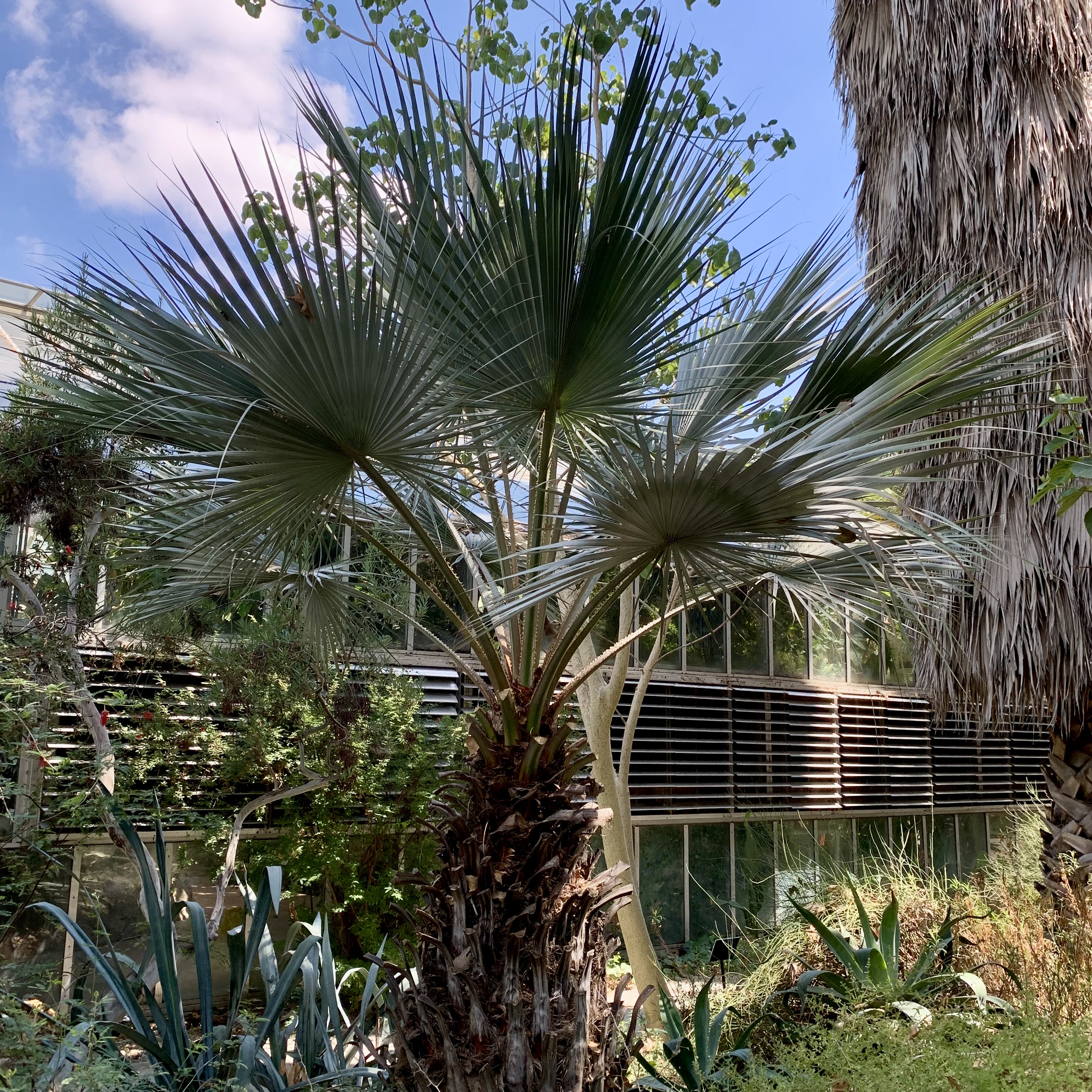 Photo of blue hesper palm
